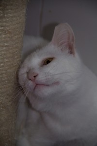 Loki rubbing