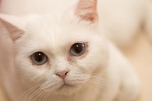 Stella 1