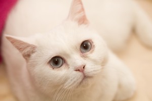 Stella 2