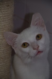 Loki 1