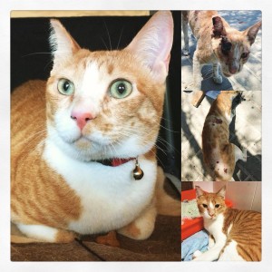Ginger