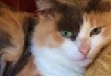 Millie