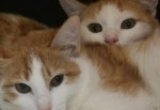 Gorgy and Luba