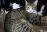 Sisi and Duke